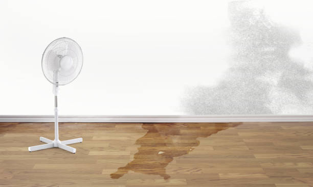 Best Flood damage cleanup  in Hays, NC
